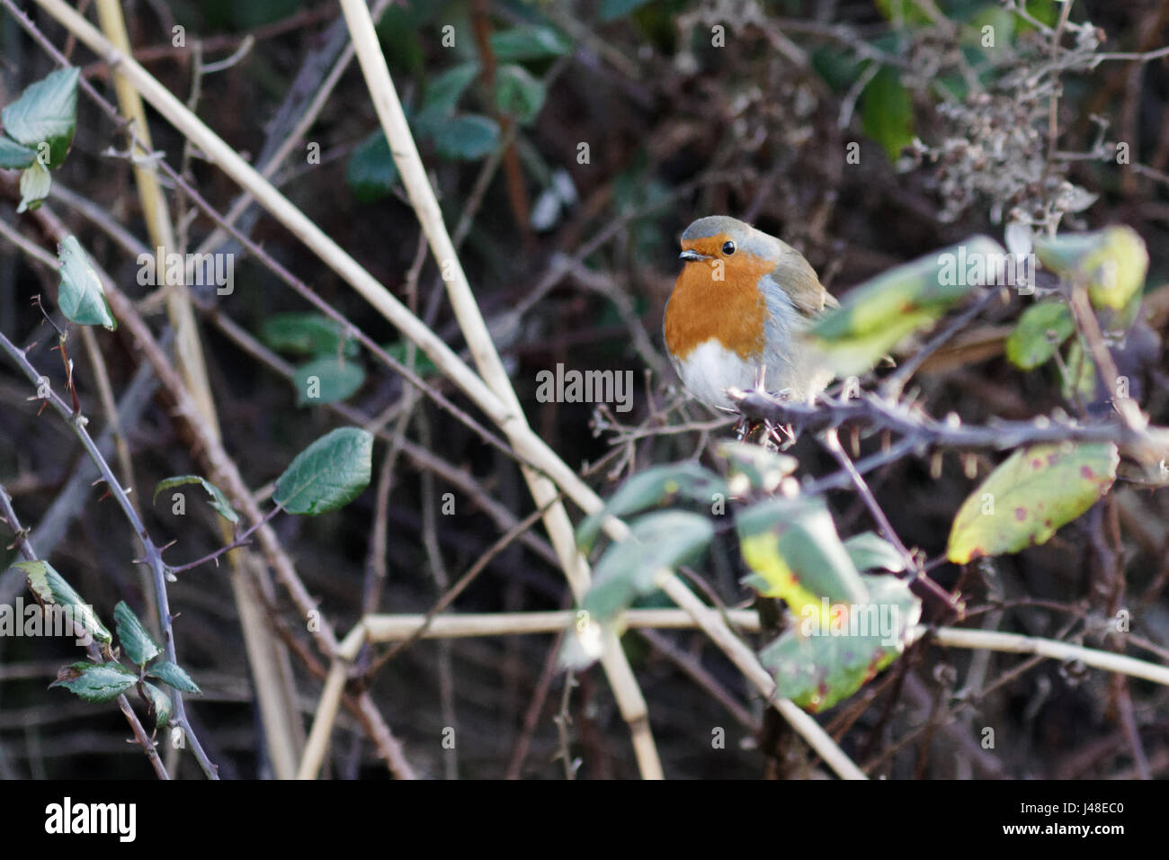 These were seen on a visit to the RSPB reserve at Conwy Stock Photo