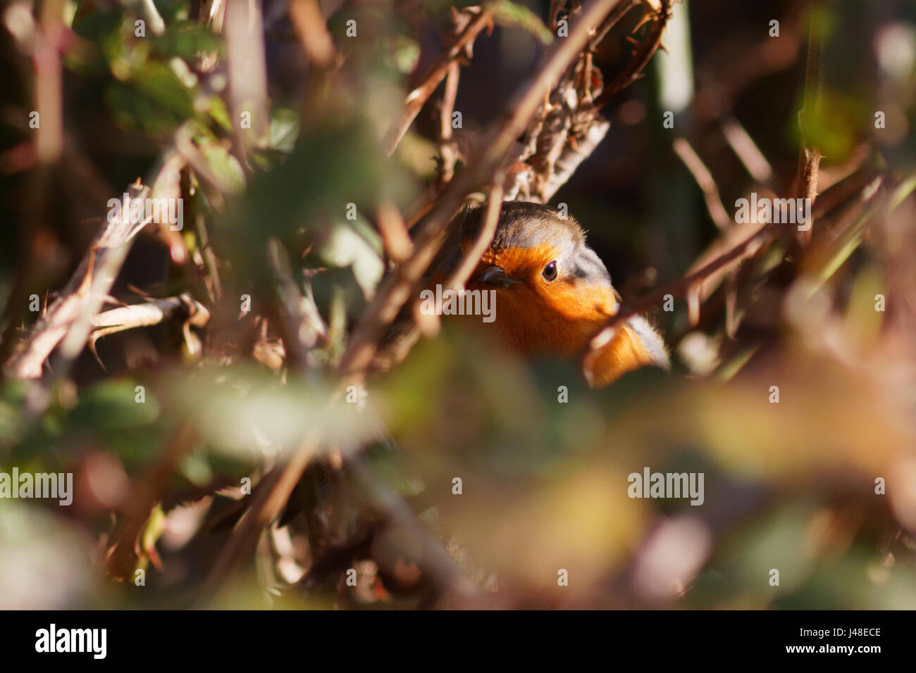 These were seen on a visit to the RSPB reserve at Conwy Stock Photo
