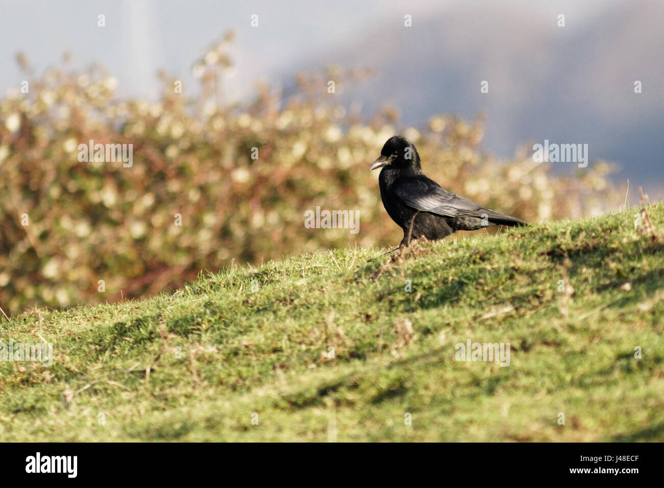 These were seen on a visit to the RSPB reserve at Conwy Stock Photo