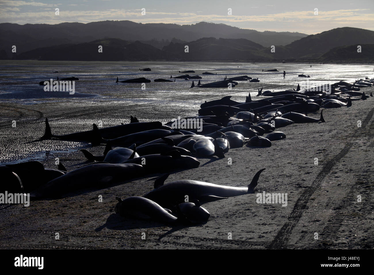 Picture By Tim Cuff 10 11 February 2017 Mass Pilot Whale picture-by-tim-cuff-10-11-february-2017-mass-pilot-whale