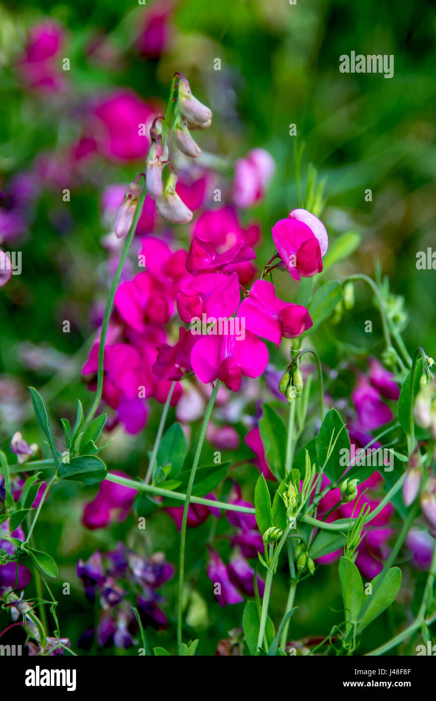 a Preview wild meadow pea flowering period m Stock Photo