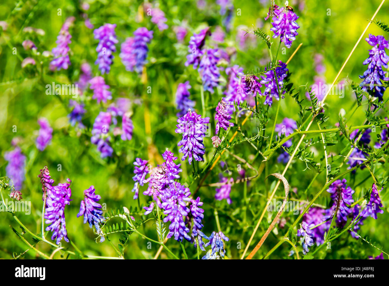 a review wild meadow pea flowering period m Stock Photo