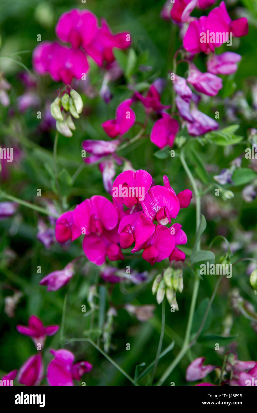 a Preview wild meadow pea flowering period Stock Photo