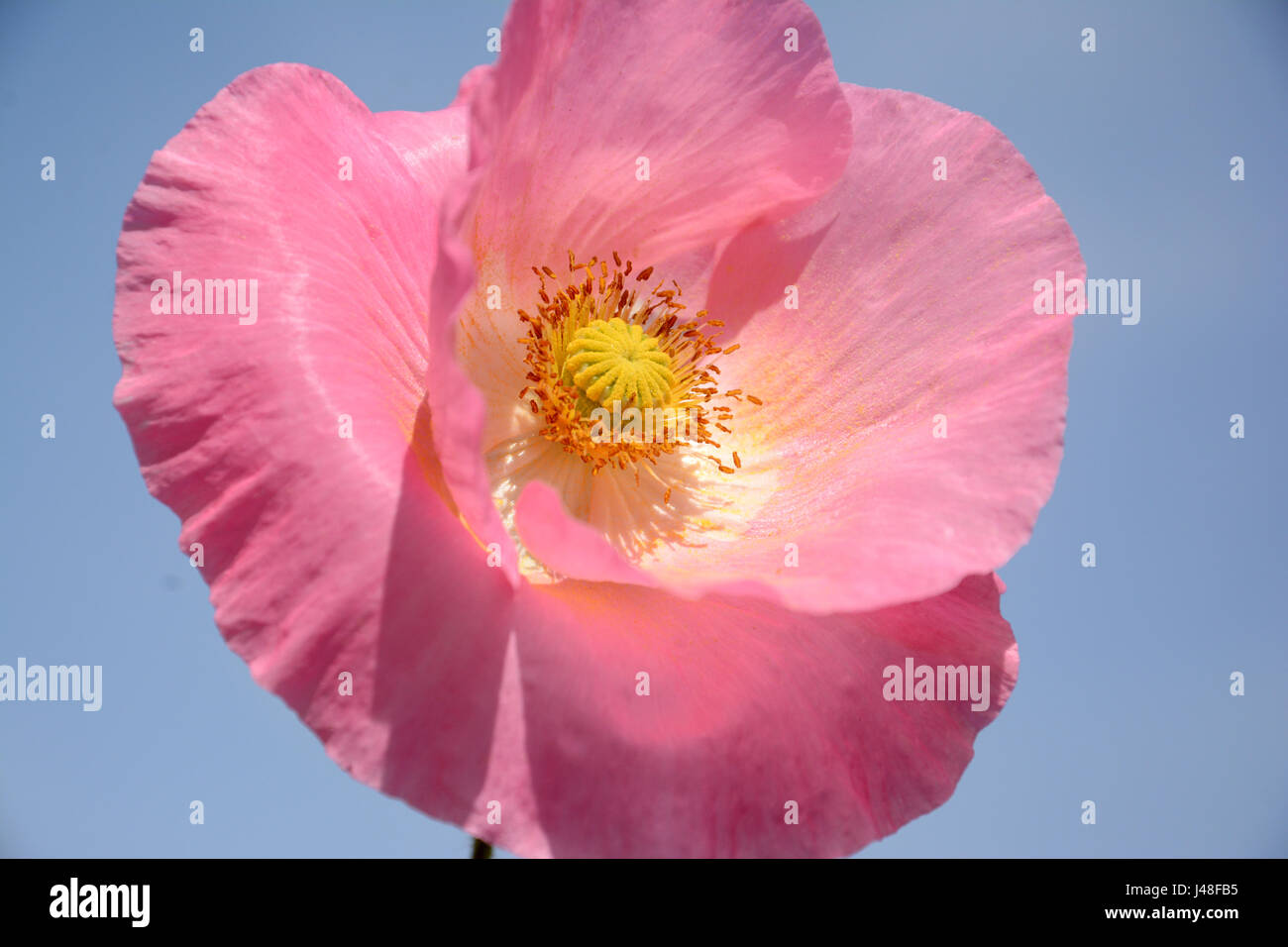 poppy a flowering plant Stock Photo