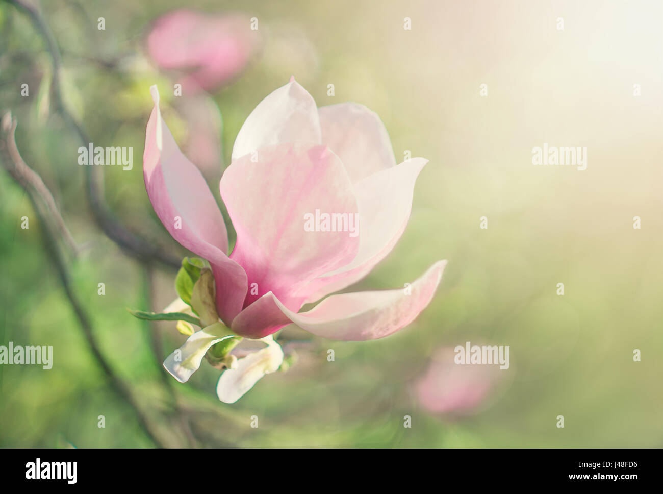 Flower Magnolia blooming in springtime Stock Photo - Alamy