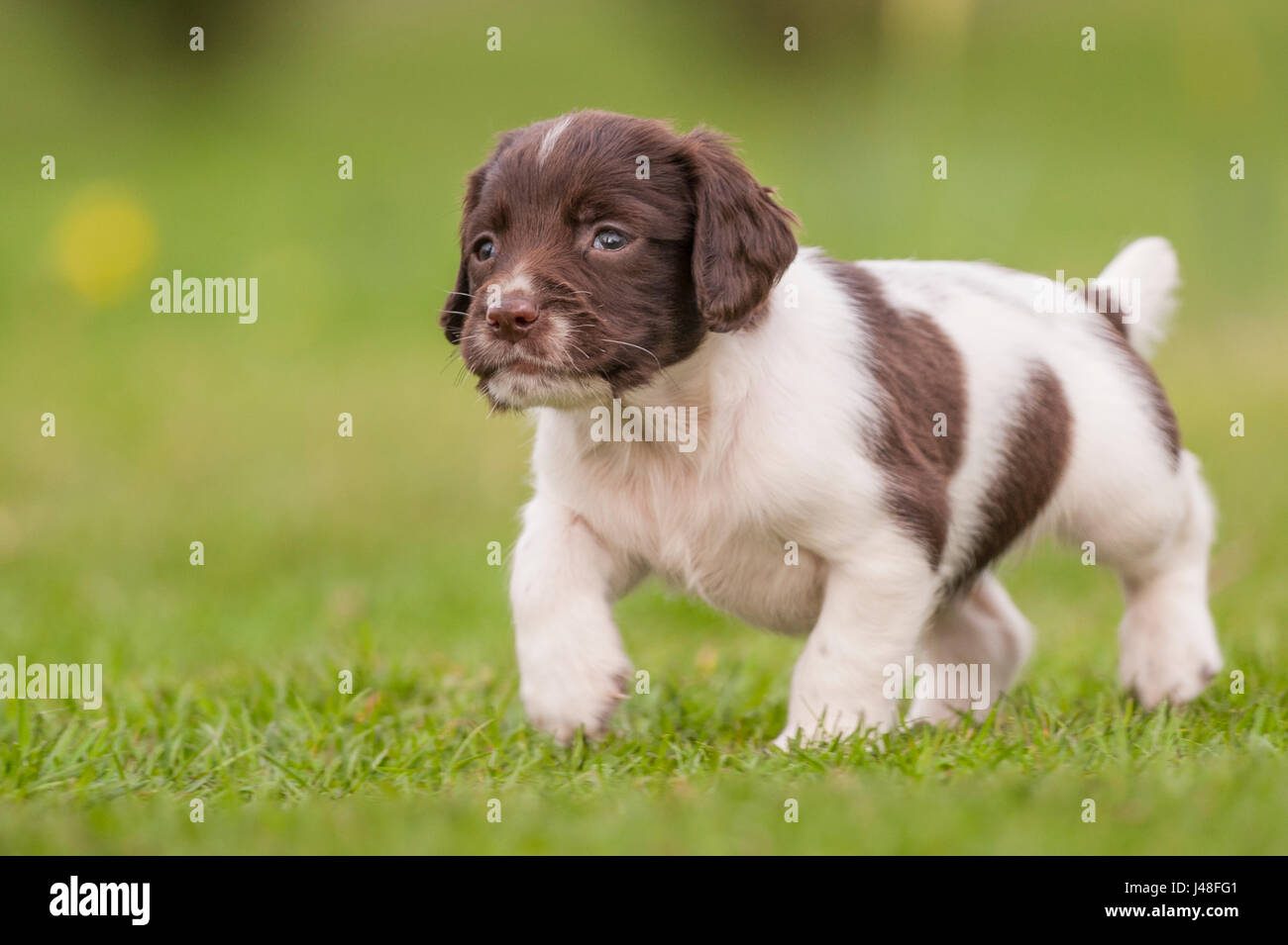 An English Springer Spaniel puppy at 6 weeks old exploring the garden Stock Photo