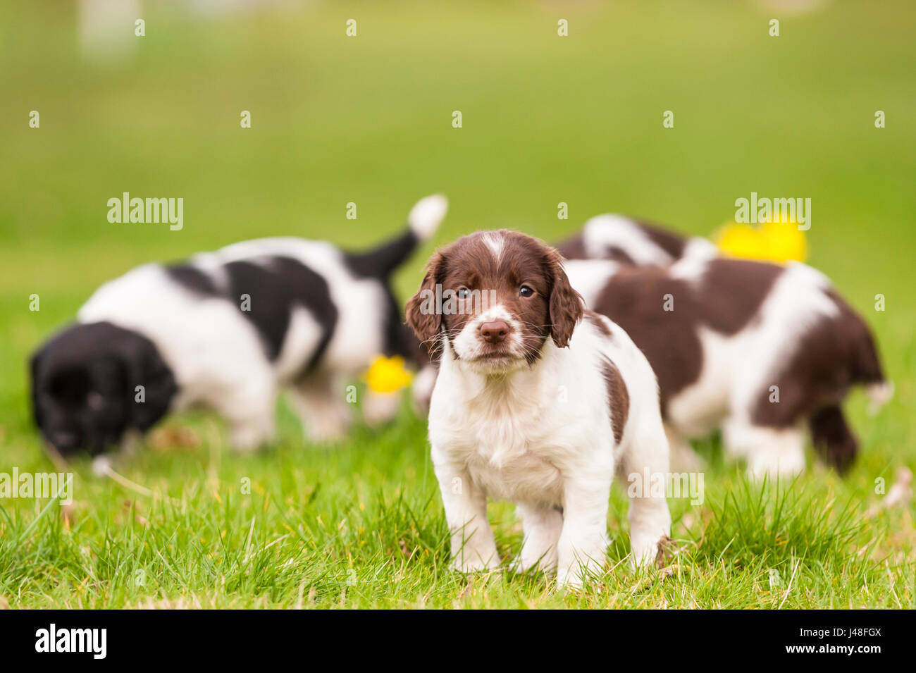 English Springer Spaniel puppies at 6 weeks old exploring the garden Stock Photo
