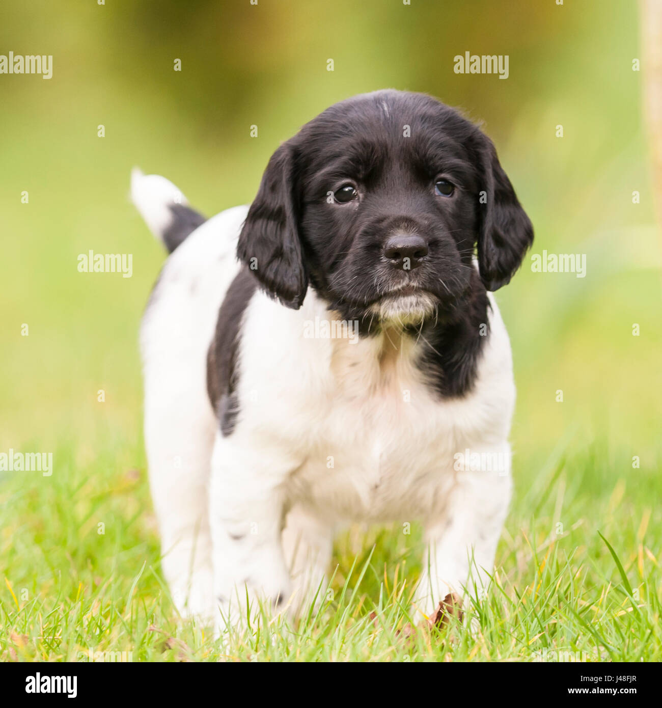 An English Springer Spaniel puppy at 6 weeks old exploring the garden Stock Photo