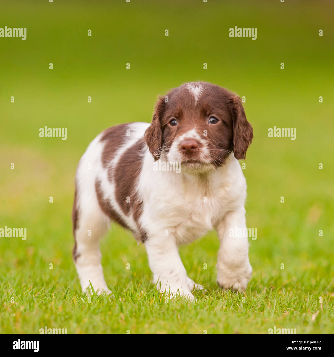 An English Springer Spaniel puppy at 6 weeks old exploring the garden Stock Photo