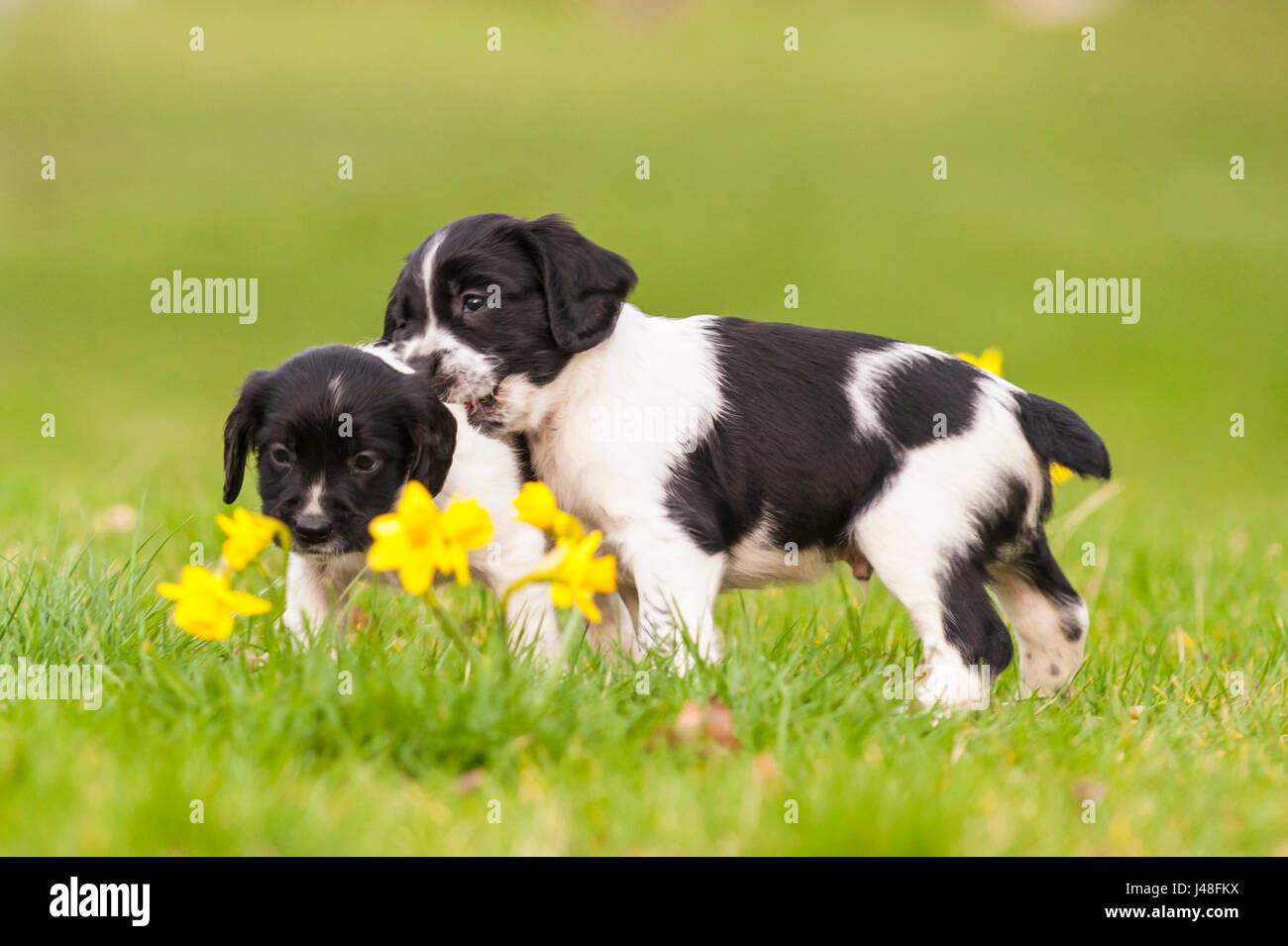 Two English Springer Spaniel puppies at 6 weeks old playing and showing movement Stock Photo