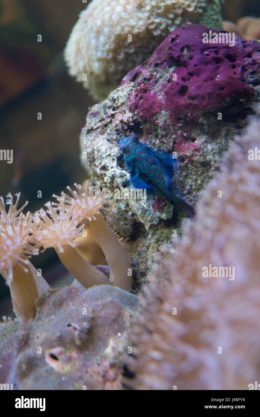 Mandarinfish in marine aquarium Stock Photo