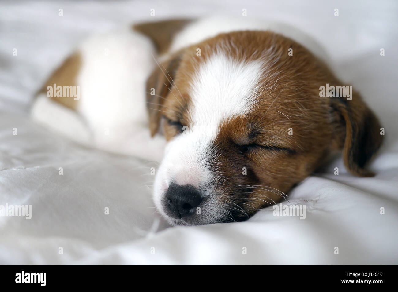 tiny puppy asleep on a bed Stock Photo - Alamy