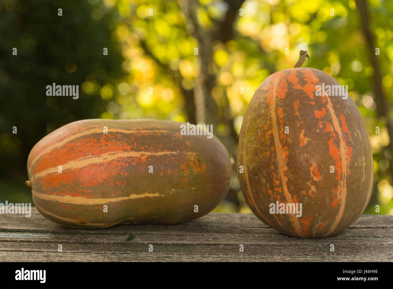 pumpkins on a wooden background, studio picture Stock Photo - Alamy