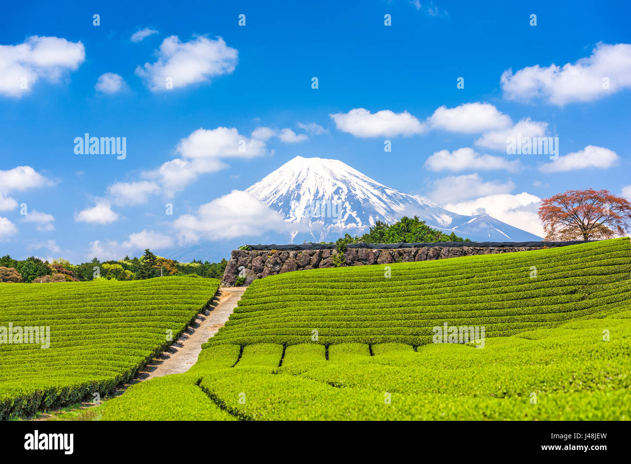 Fuji, Japan at Mt. Fuji and tea fields. Stock Photo