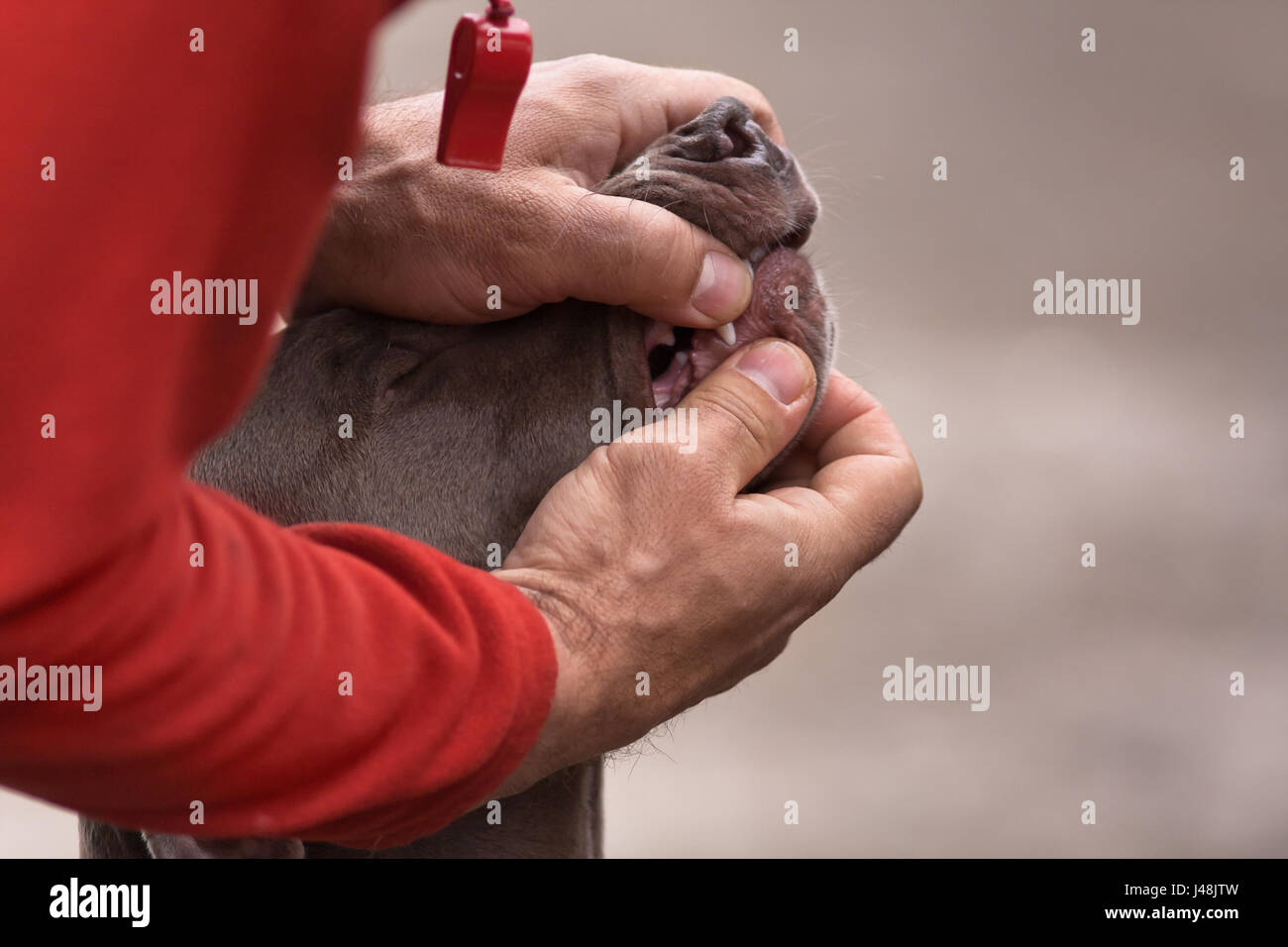 dental check of weimaraner teeth during dog show Stock Photo