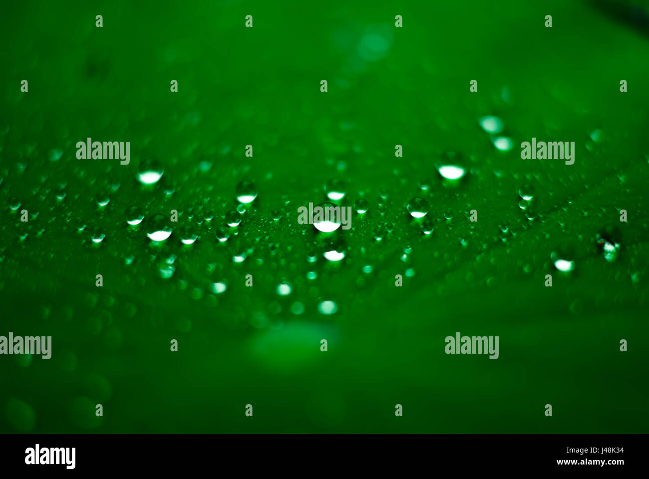 Macro Shot Of Water Drops On Green Leaf Stock Photo