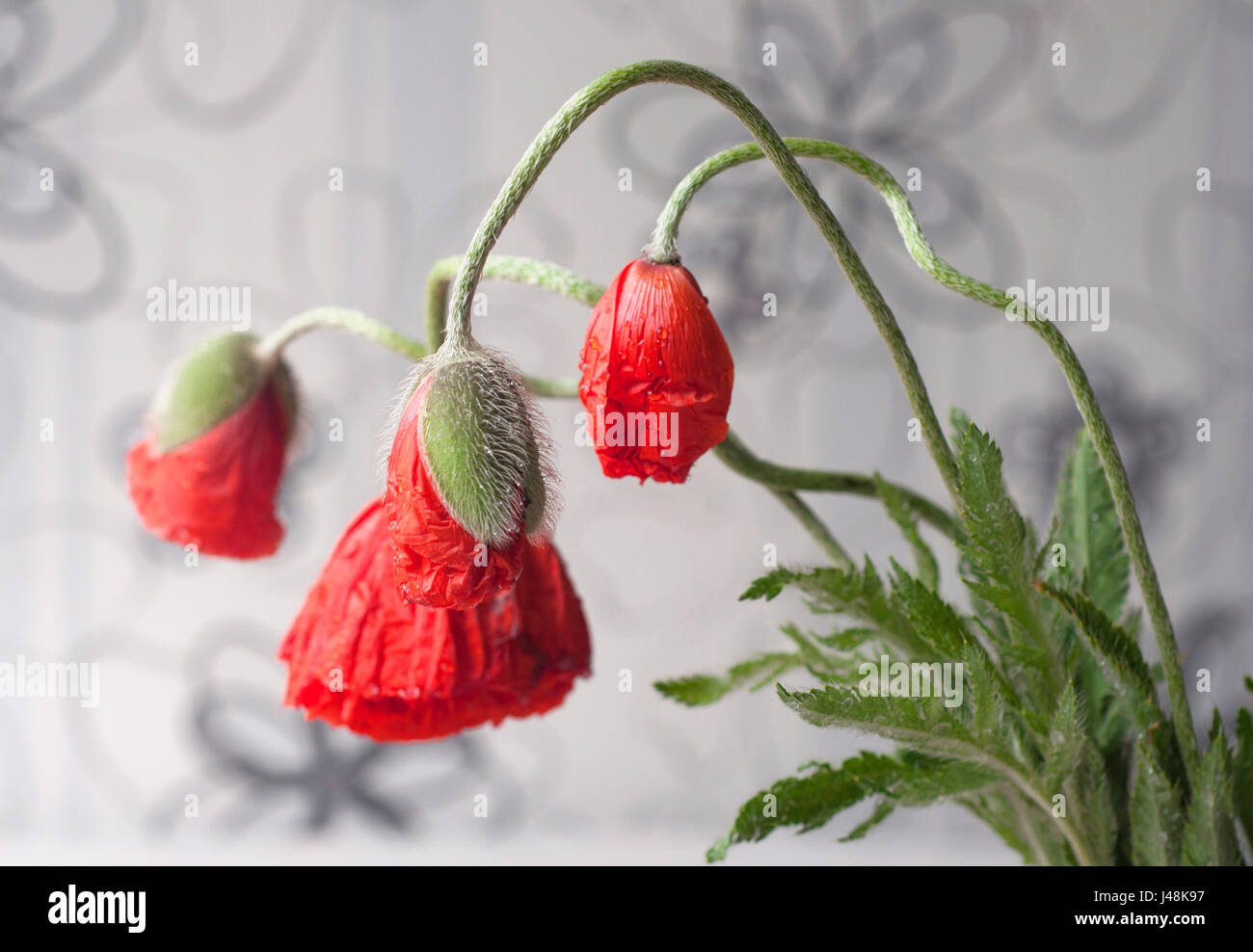 A bouquet of red poppies on blurred background Stock Photo - Alamy
