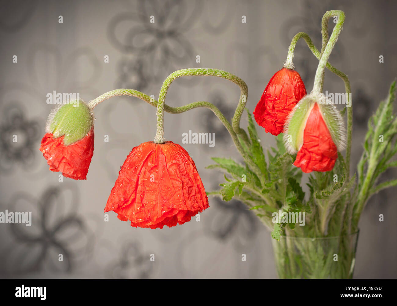 A beautiful bouquet of red poppies on blurred background Stock Photo ...