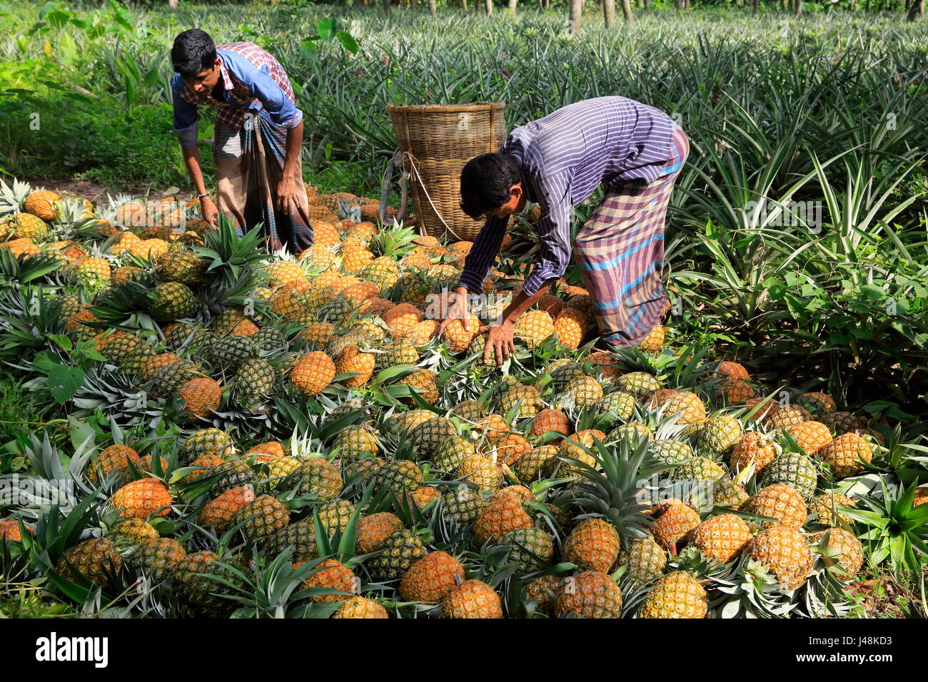 Pineapple harvesting at Madhupur in Tangail, Bangladesh. Stock Photo