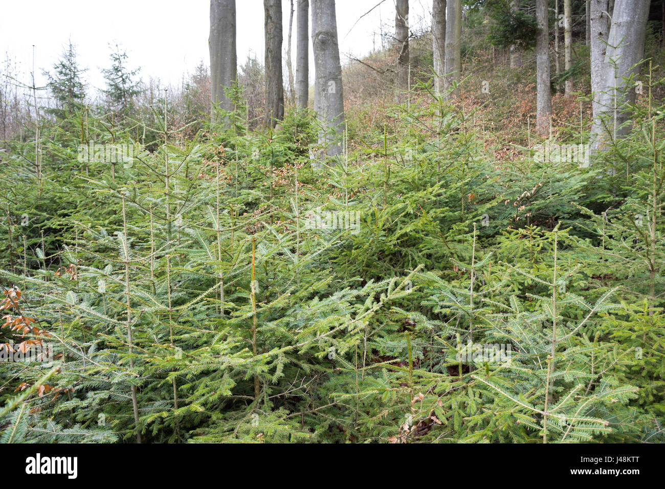 Natural regeneration of fir, spruce and beech under a canopy of overwood of beeches and firs in a mountainous forest in Styria, Austria. Stock Photo