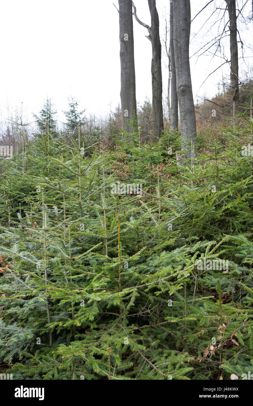 Natural regeneration of fir, spruce and beech under a canopy of overwood of beeches and firs in a mountainous forest in Styria, Austria. Stock Photo