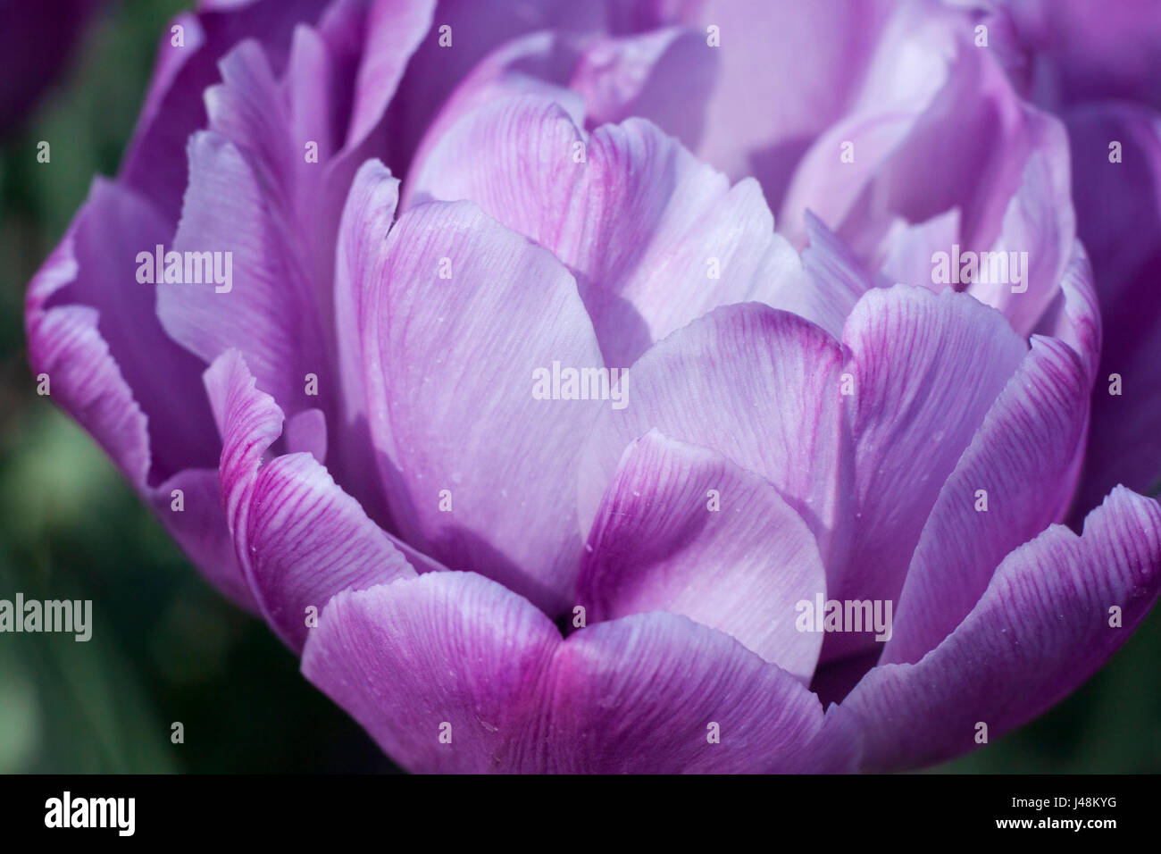 Delicate spring flower tulip Stock Photo - Alamy