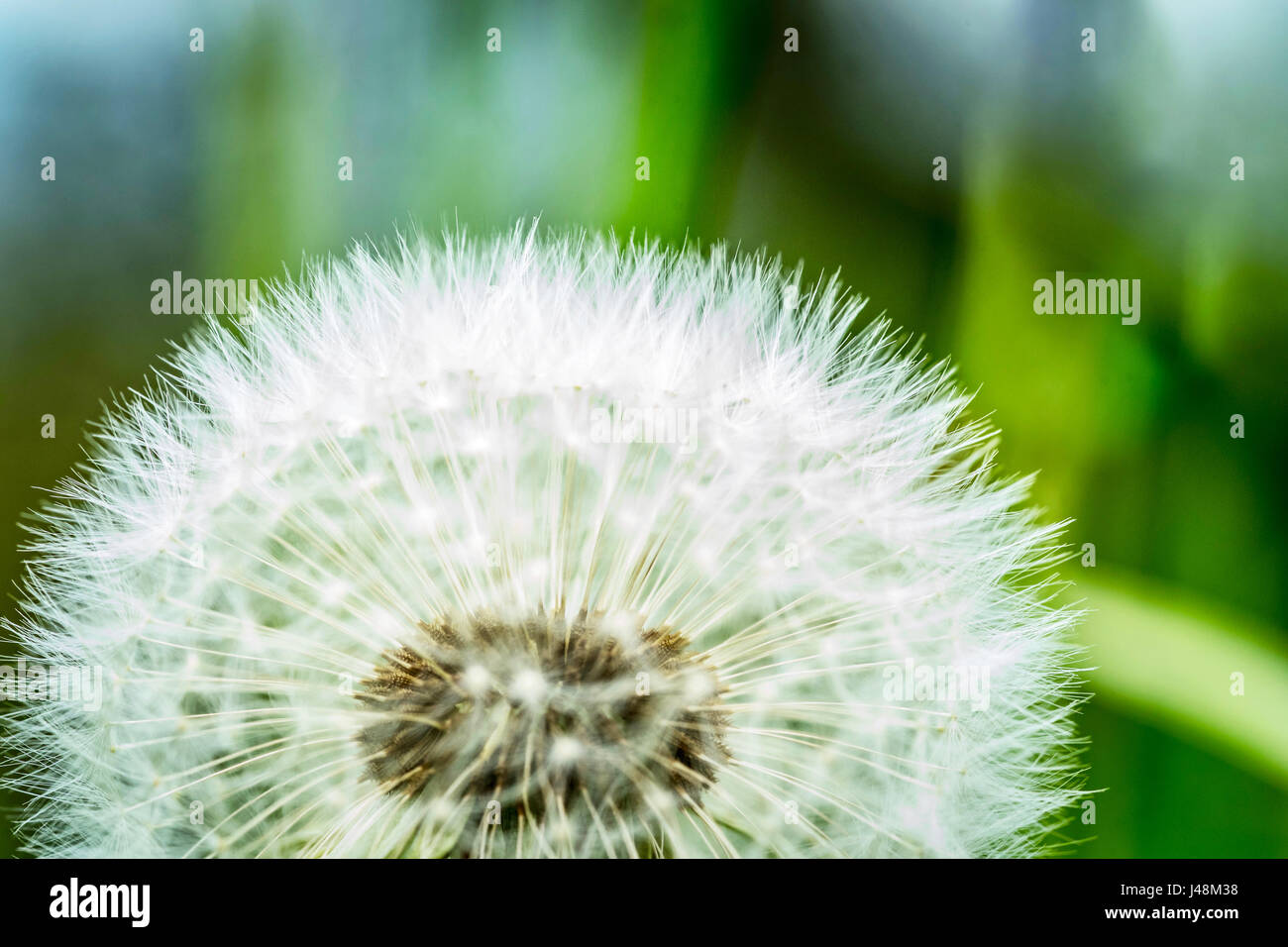 Dandelion seed hi-res stock photography and images - Alamy