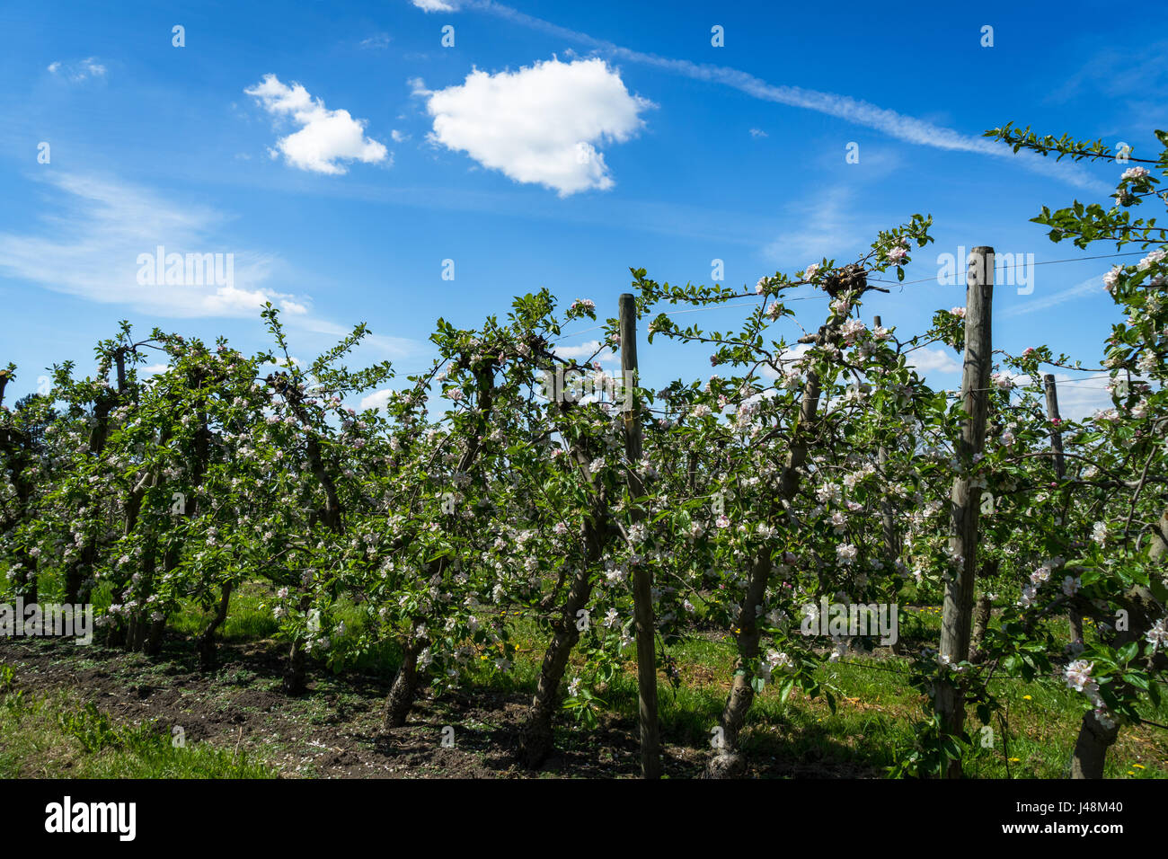 Blooming apple trees in Altes Land near Hamburg, Germany, the biggest contiguous fruit-producing region in Central Europe Stock Photo