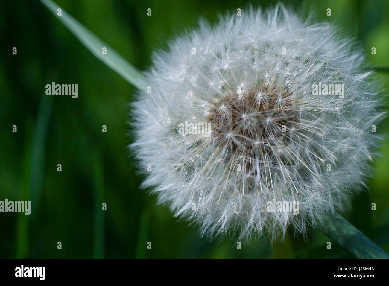 White fluffy dandelion Stock Photo
