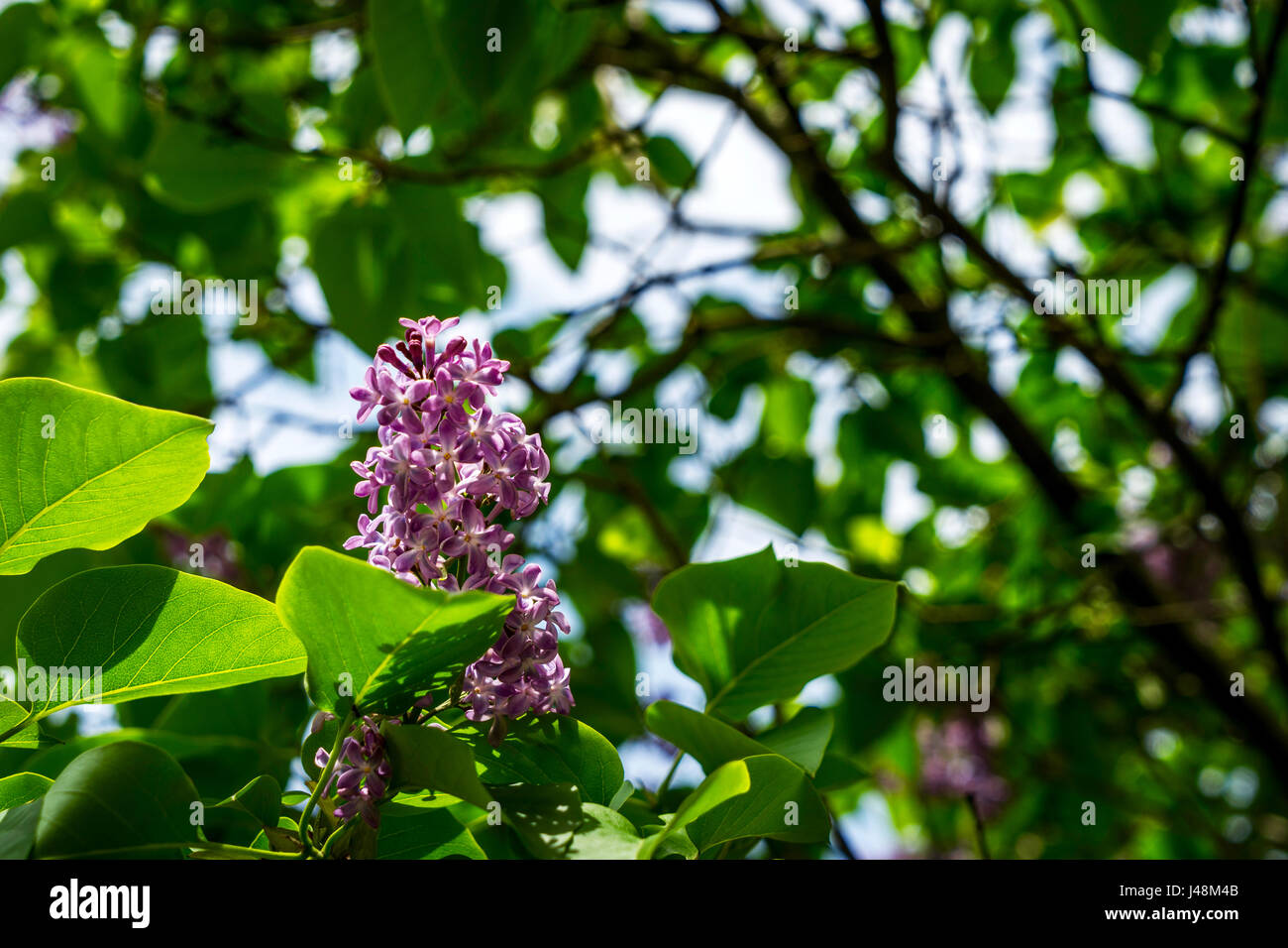 Purple lilac bloom: When the (white) lilac blooms again, I will sing you my most beautiful love song......... Stock Photo