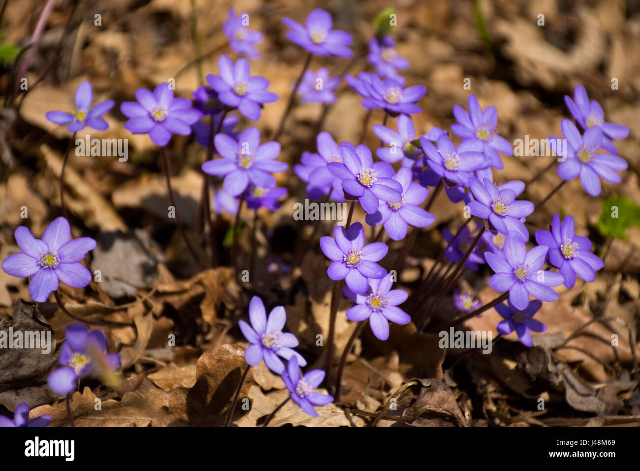 Liverwort blossoms (Hepatica nobilis) in deciduous forest under sunny skies. Beautiful early-spring flowering plants rise through autumn foliage. Stock Photo
