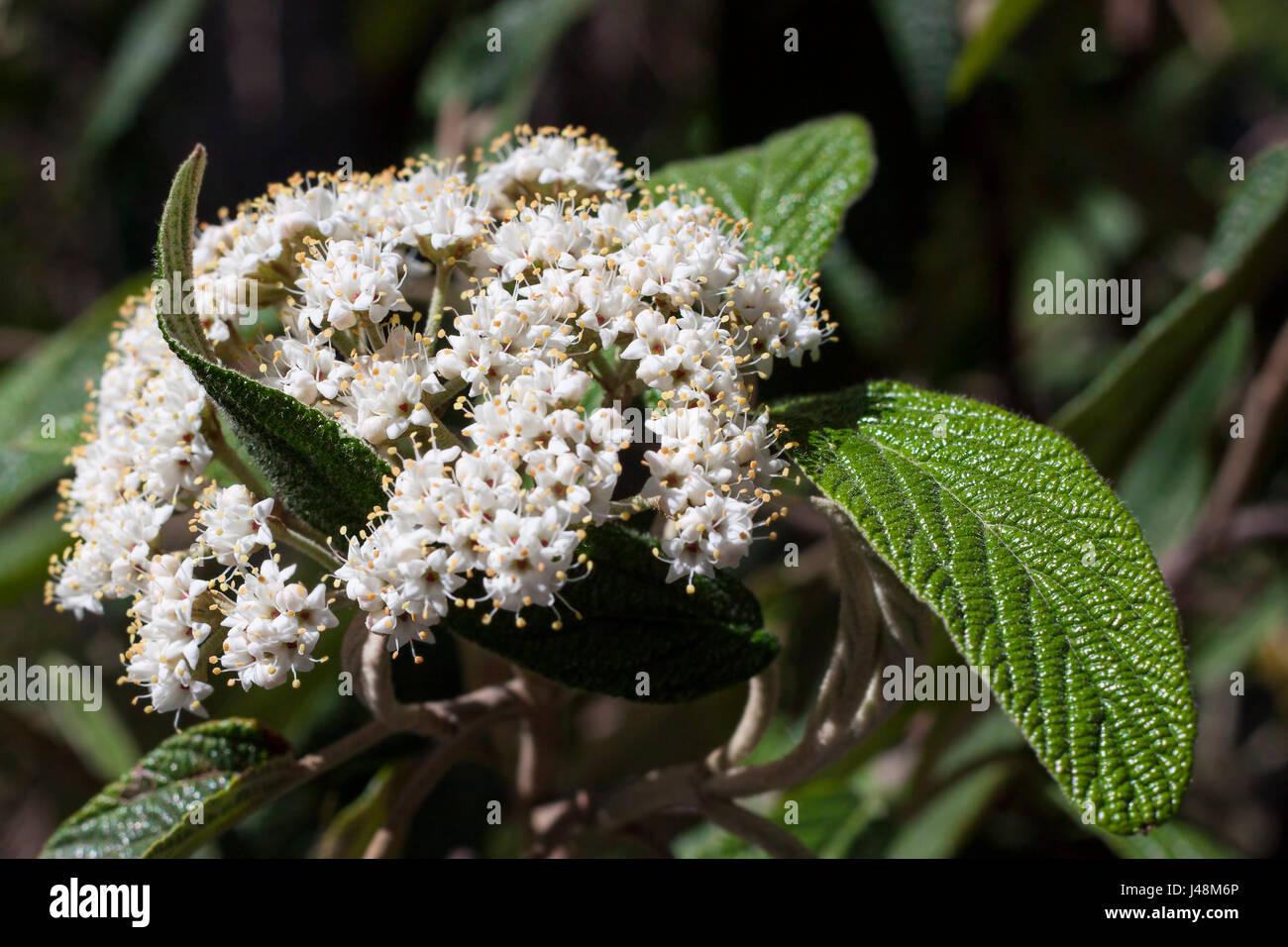 Deciduous Eurasian shrub of the honeysuckle family Stock Photo Alamy