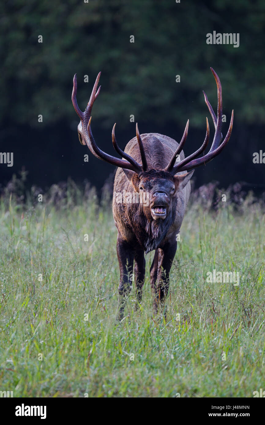 Bugling elk in Cataloochee state park in North Carolina in Autumn Stock Photo
