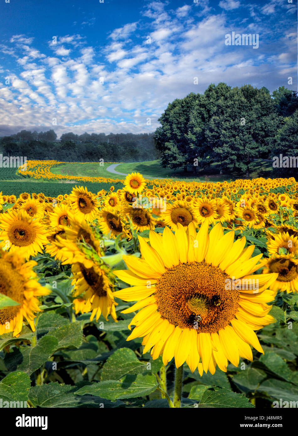 Field of bright yellow sunflowers on sunny day in NC Stock Photo