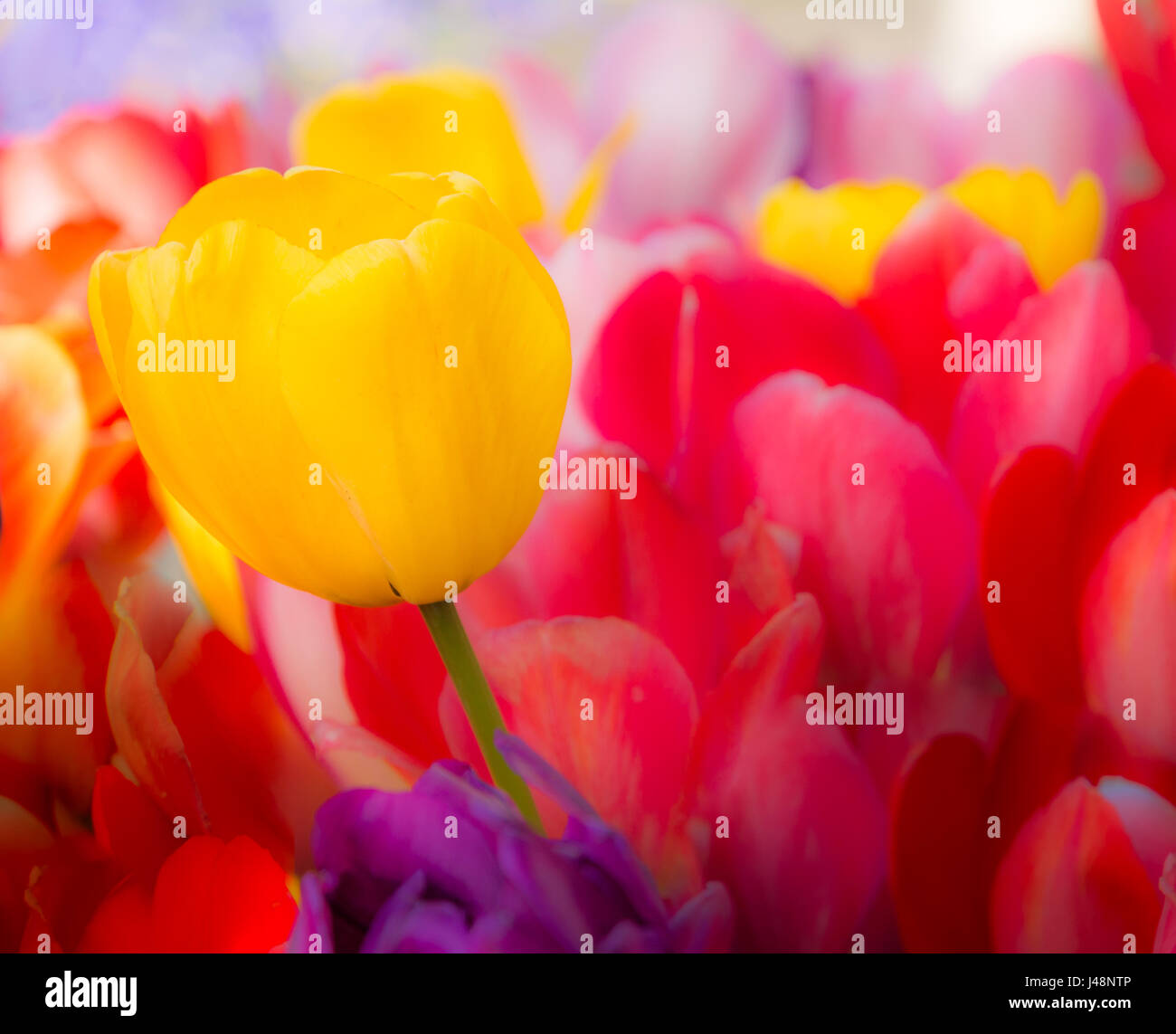 Outstanding yellow tulip in a flower bed with tulips Stock Photo - Alamy