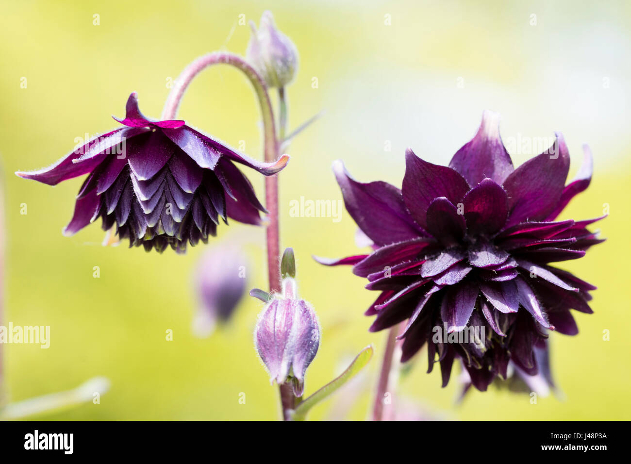 Dark purple double columbine flowers of the hardy cottage garden favourite, Aquilegia vulgaris 'Black Barlow' Stock Photo