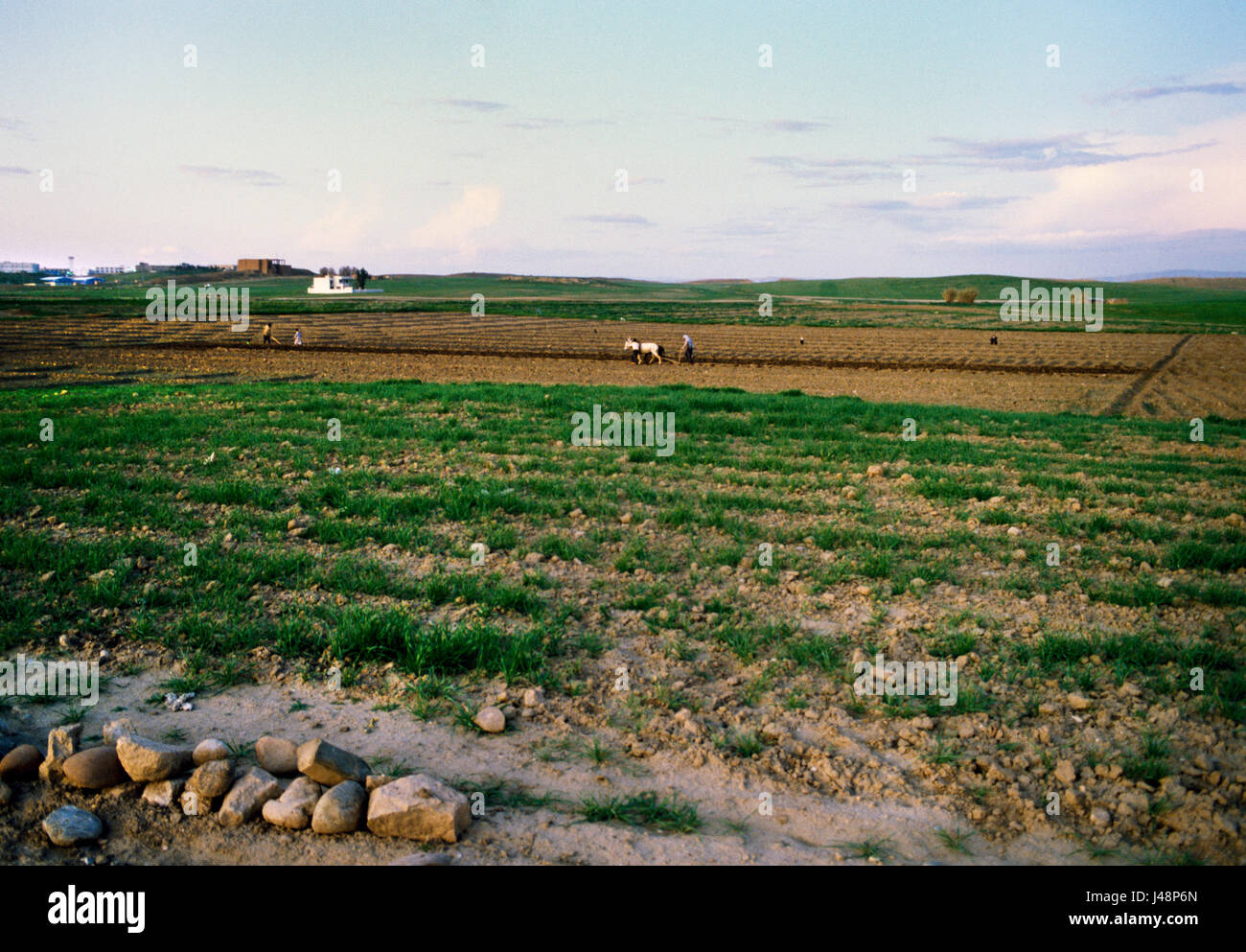 Nineveh, Mosul, northern Iraq: ploughing with a pair of donkeys within the walls (visible to rear) of the ancient (C7thBC) Assyrian city. Stock Photo