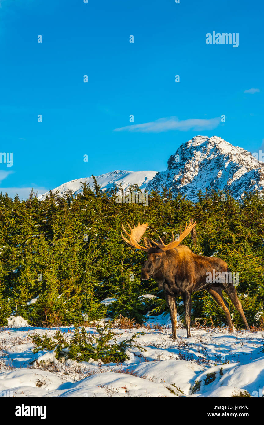 A bull moose in rut standing near Powerline Pass in Chugach State Park ...