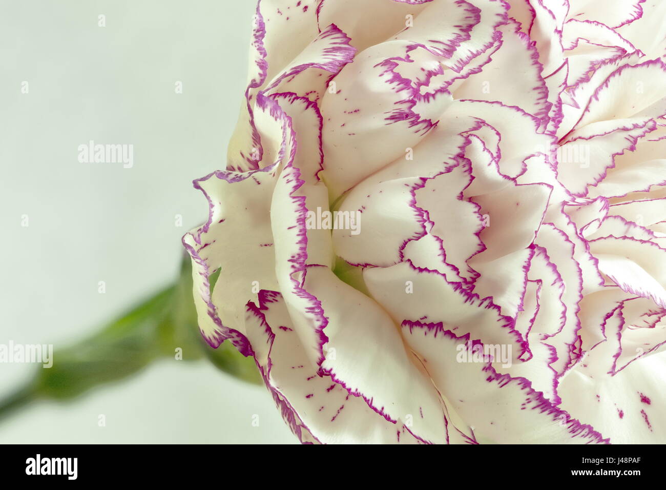 White Terry Carnation Macro shot white background Stock Photo