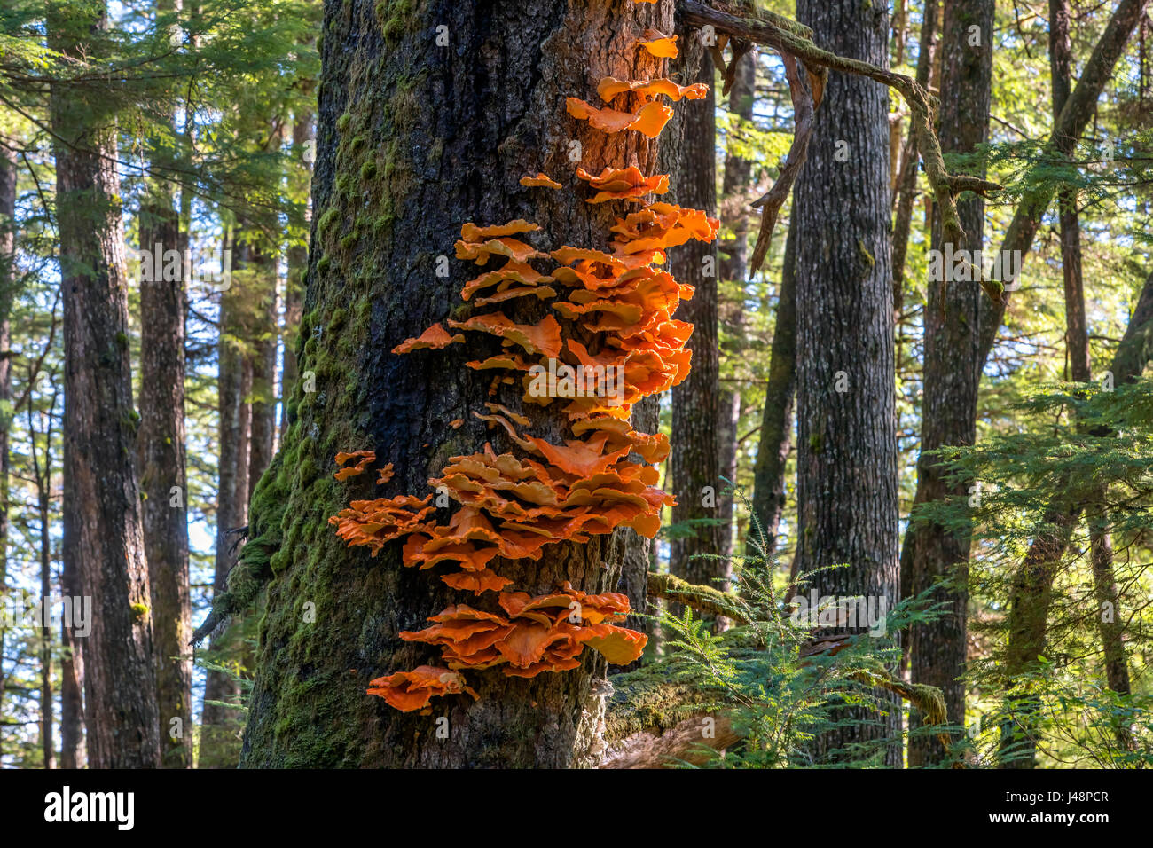 Chicken mushrooms growing on the trunk of a tree in Tongass National Forest; Admiralty Island