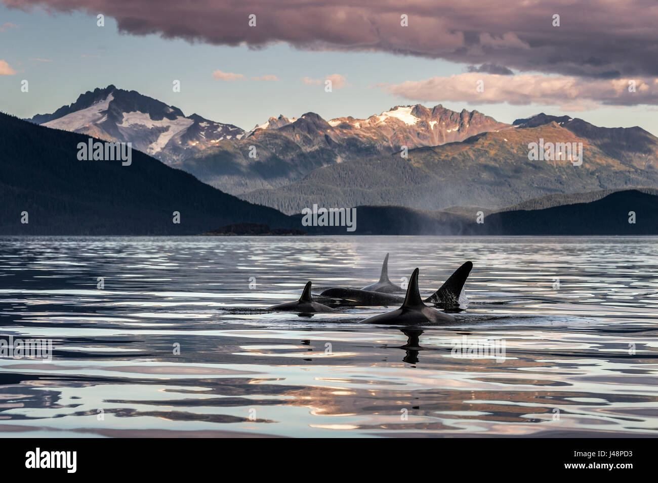 Orca Whales (Orcinus orca) surface near Juneau in Lynn Canal, Inside Passage, with the coast range in the background; AK, USA Stock Photo