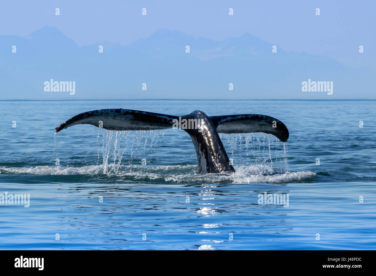 A Humpback Whale (Megaptera novaeangliae) lifts it's fluke as it returns to the depths to feed in the calm waters of the Inside Passage, near Juneau Stock Photo