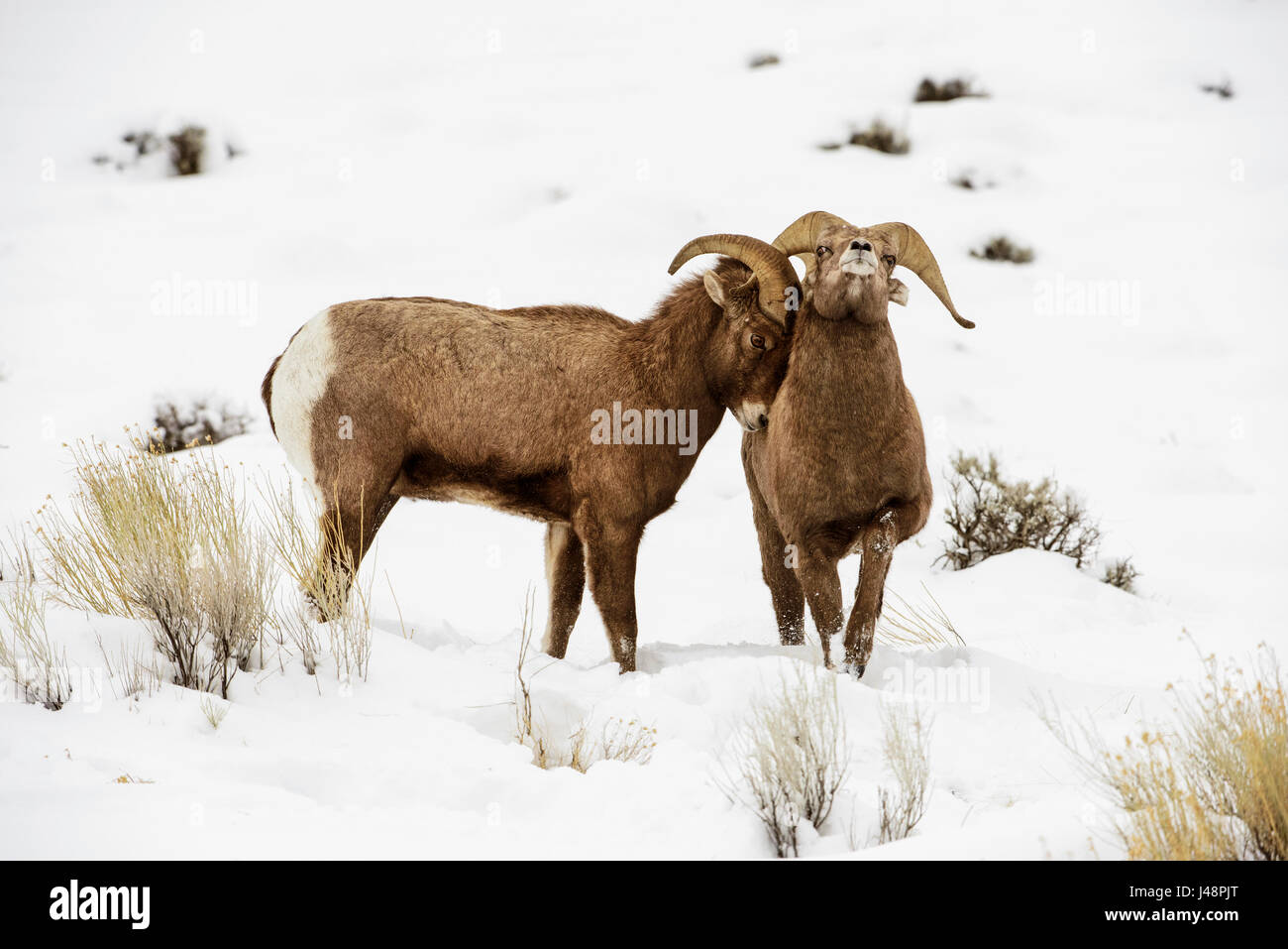 Sheep rubbing hi-res stock photography and images - Alamy