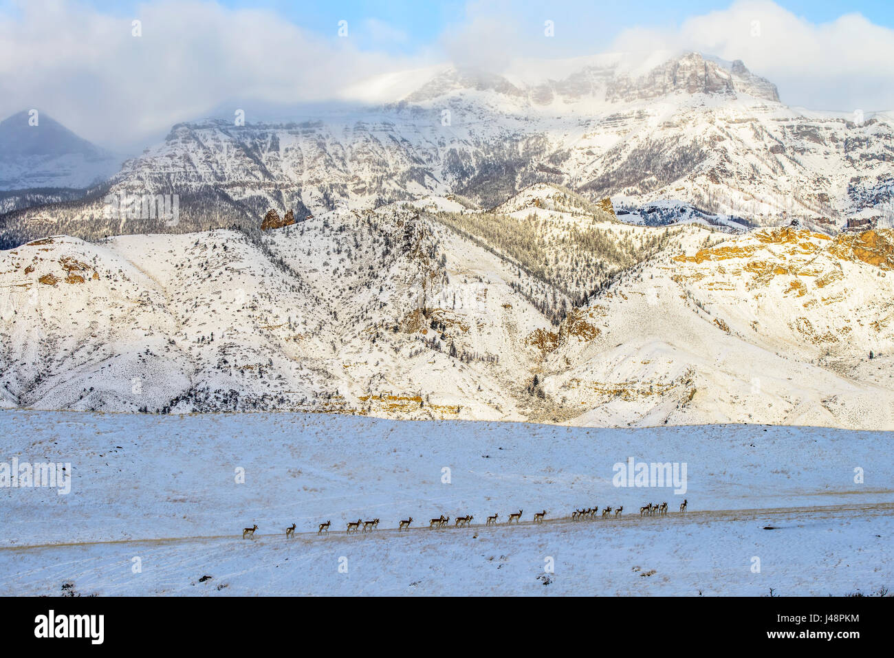 Line of Pronghorn Antelope (Antilocapra americana) crossing snow-covered meadow with rugged mountains in background, Shoshone National Forest Stock Photo