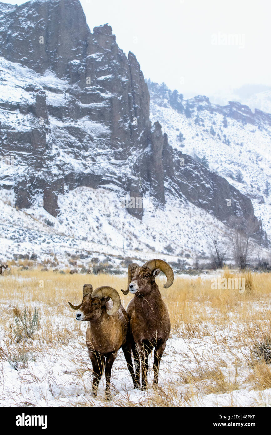 Two Bighorn rams (ovis canadensis) standing side by side in snowy meadow with rugged cliffs in background, Shoshone National Forest Stock Photo