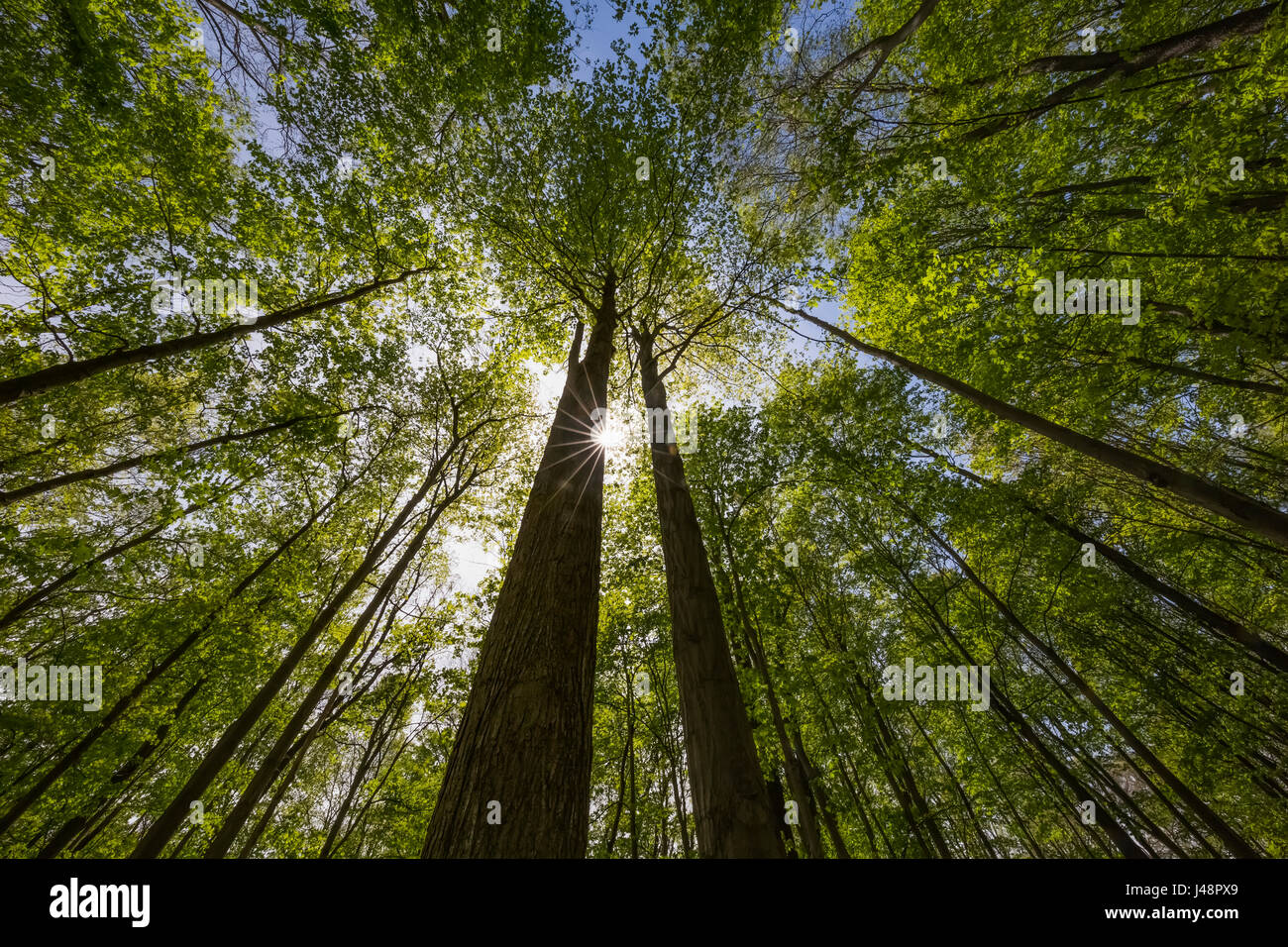 An Ontario Maple forest in summer with the sun shining from behind a