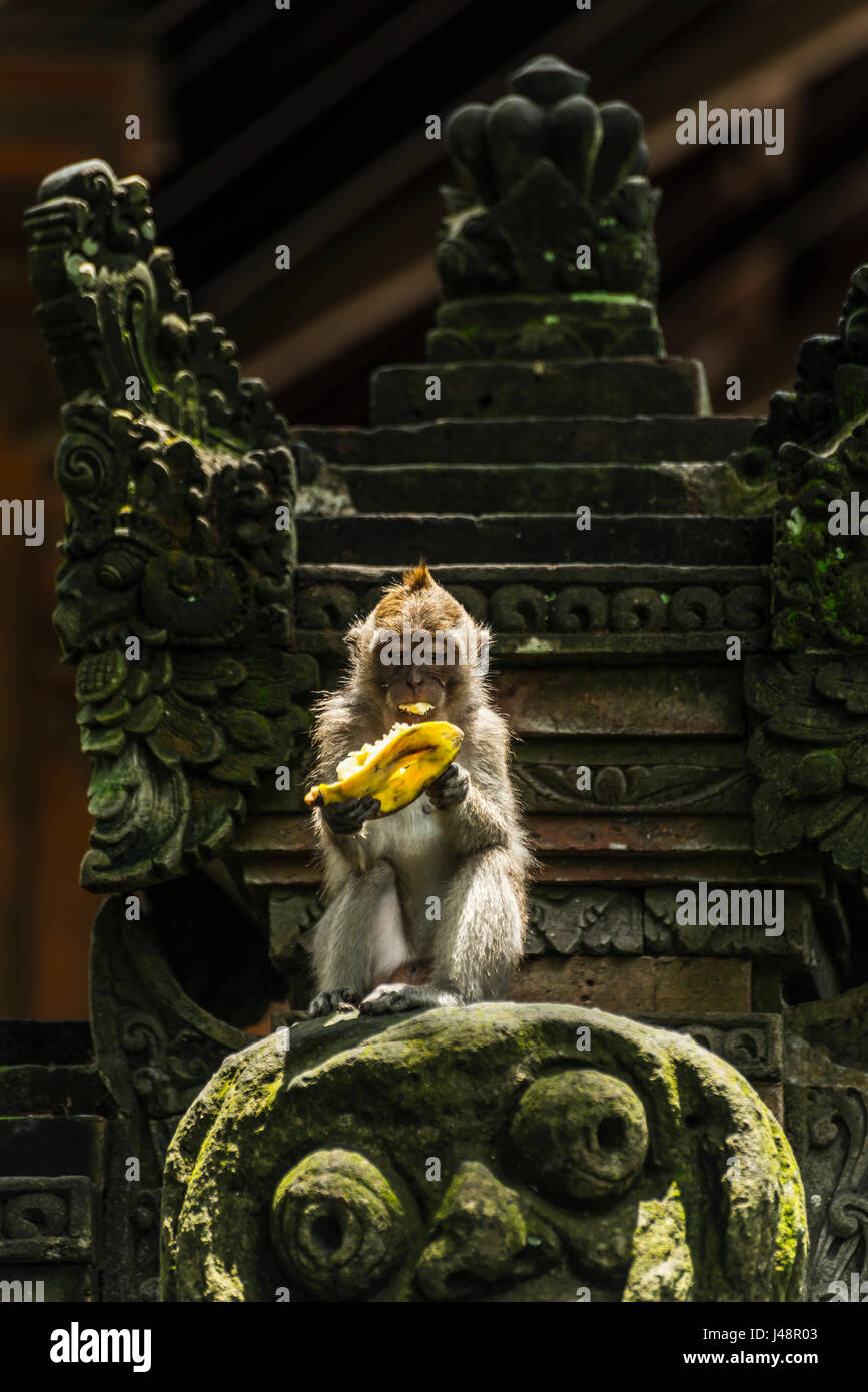 A monkey eating a banana while sitting on a sculpture, Monkey Forest; Ubud, Bali Island, Indonesia Stock Photo