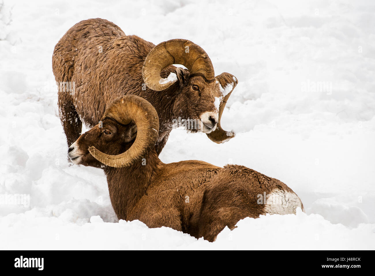 Large Bighorn Ram (Ovis canadensis) approaches another large Bighorn ram lying in the snow, Shoshone National Forest Stock Photo