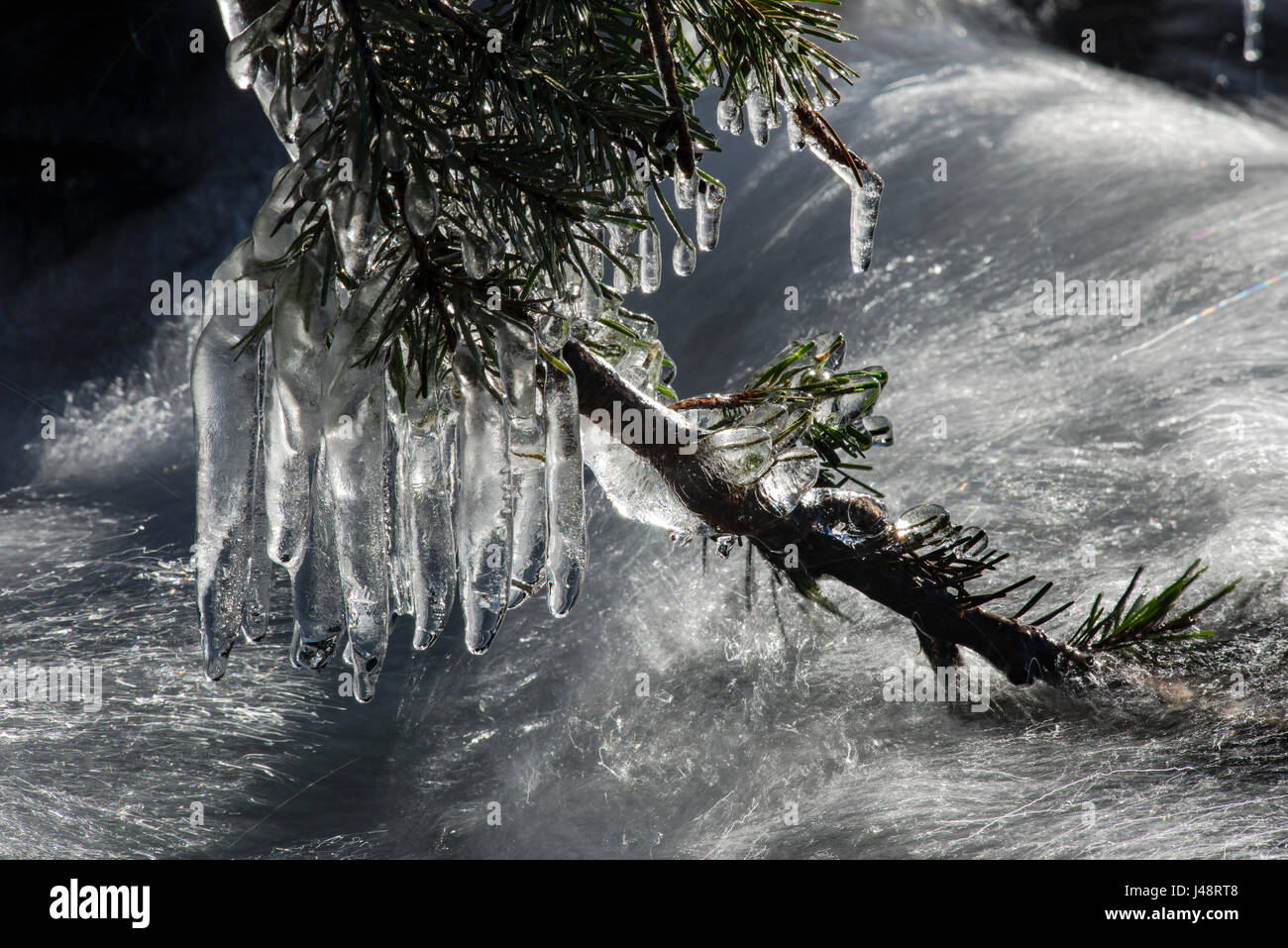 Heavy icicles hanging from a Douglas Fir branch over a fast moving mountain stream, Olympic Peninsula; Washington, United States Stock Photo