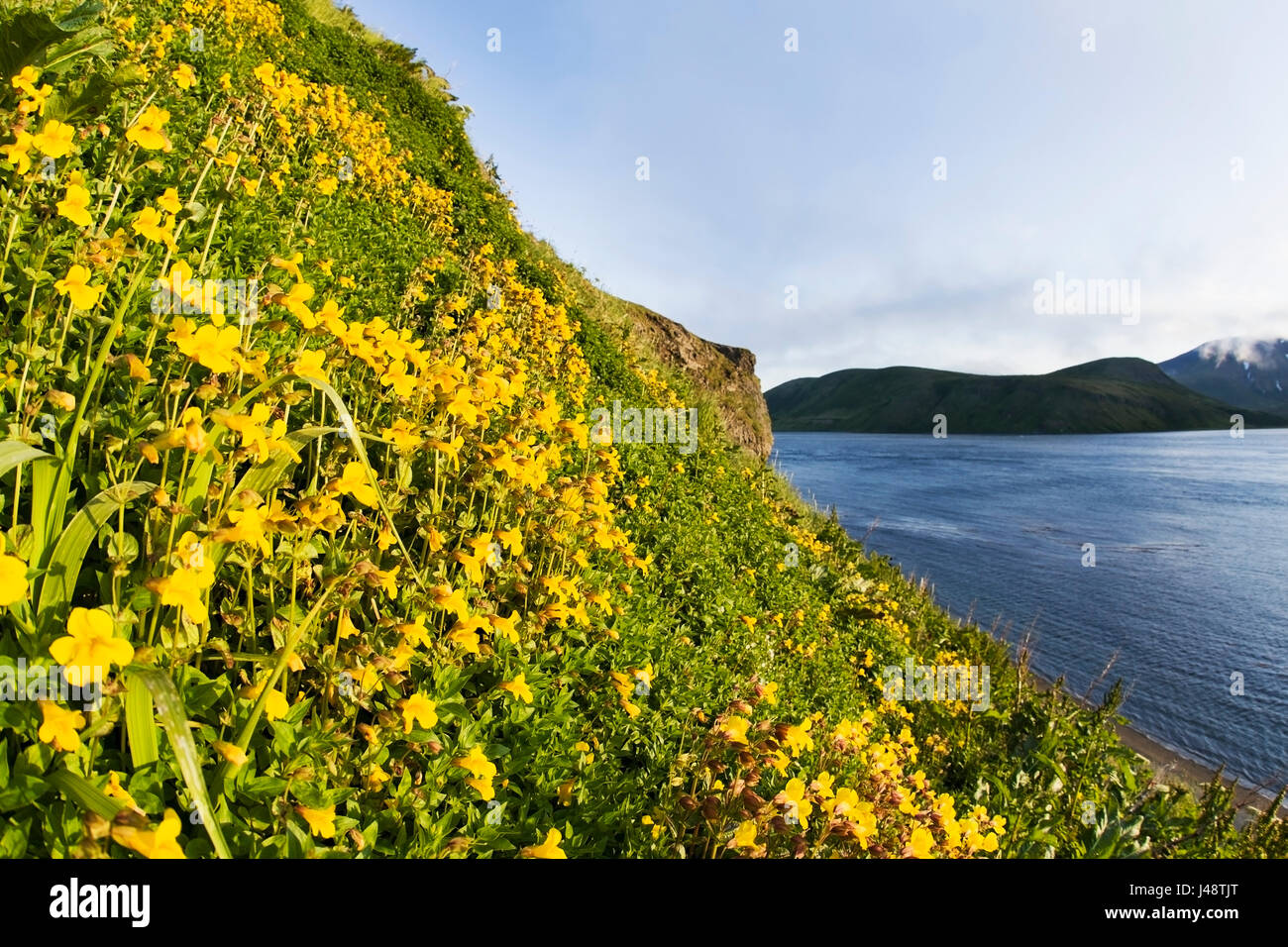 A Hillside Covered By A Variety Of Monkey-Flowers (Mimulus) And Views Of The East End Of Unimak Island On The Edge Of Isanotski Strait, False Pass,... Stock Photo